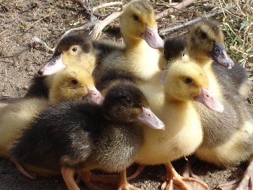 Outras Aves